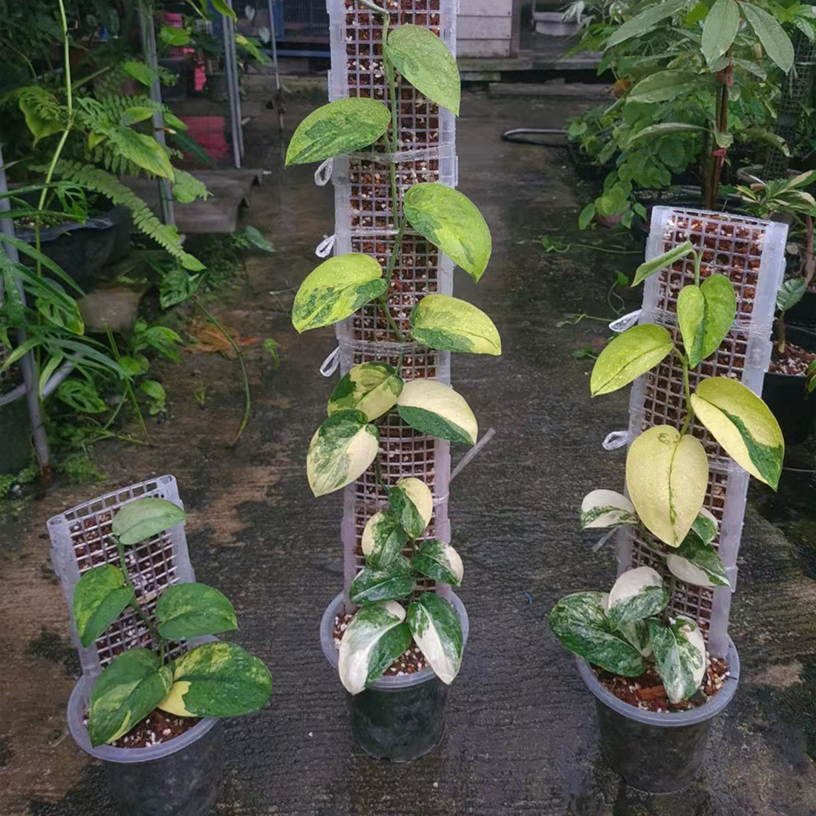 Gardening Tools Kids - Tiang lumut plastik untuk tanaman mendukung