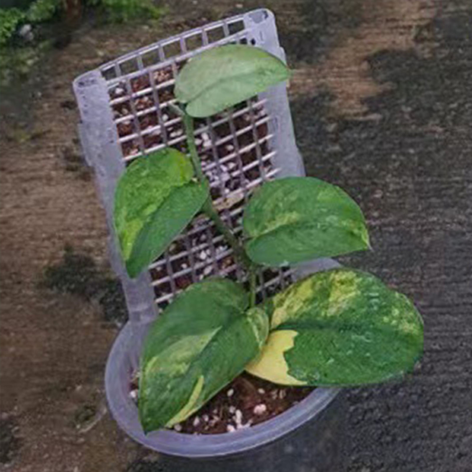 Tiang lumut plastik untuk tana - Gardening Tools Kids ulasan dan harga
