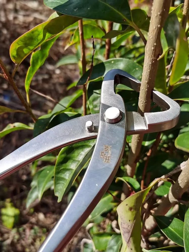 Set Alat Bonsai Profesional  K - Bonsai Tool Set ulasan dan harga