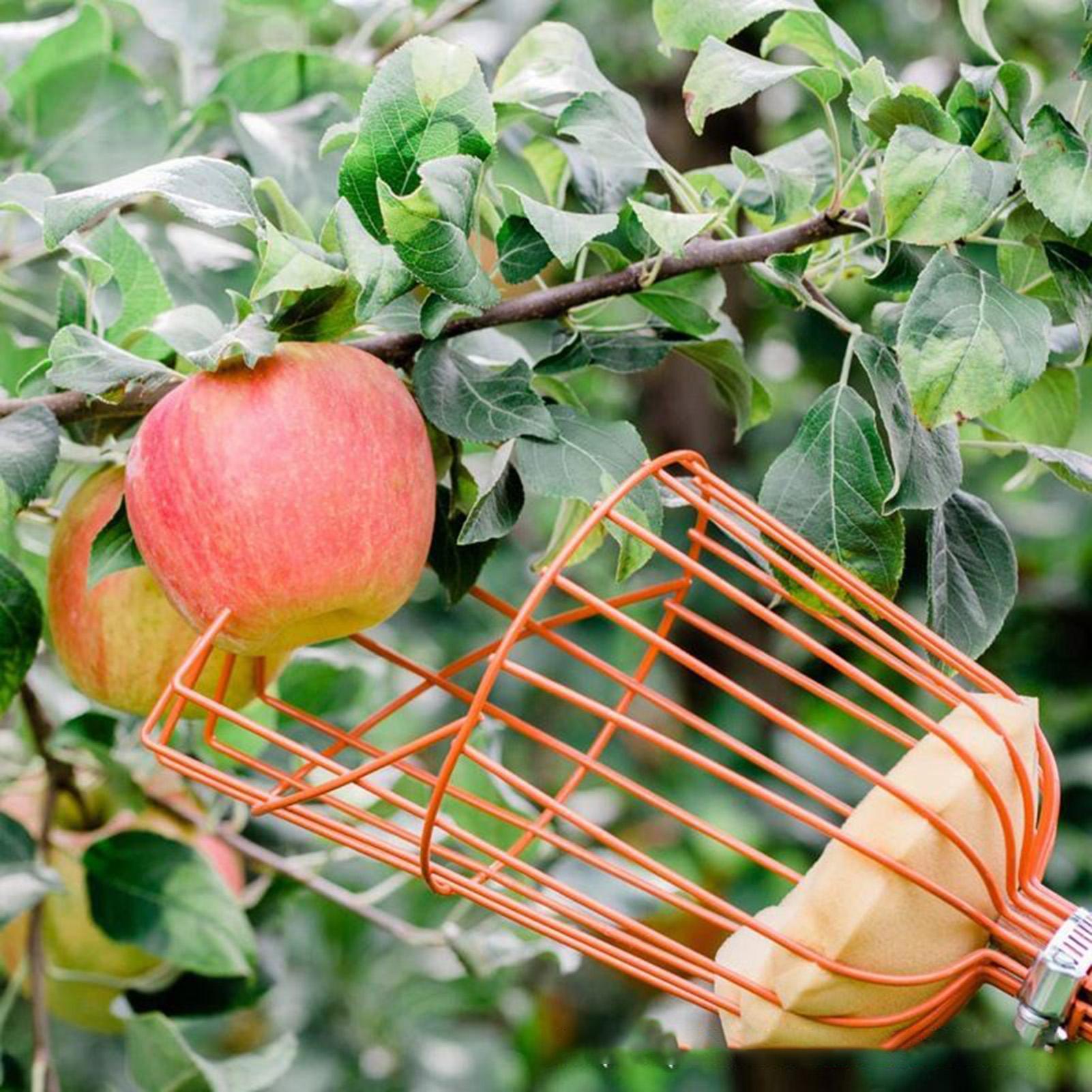 Pemetik Buah Keranjang Kedalam - Gardening Tools Basket ulasan dan harga