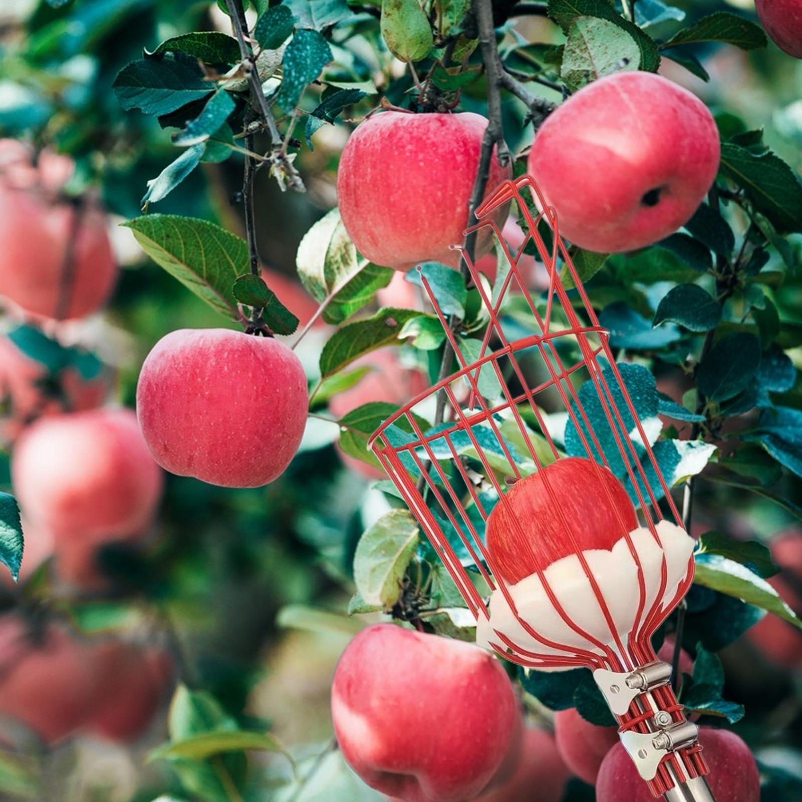Pemetik Buah Keranjang Kedalam - Gardening Tools Basket ulasan dan harga