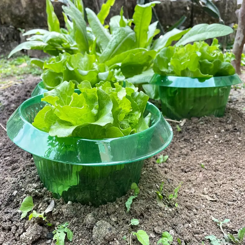 Cincin Pelindung Siput Tanaman - Gardening Tools Vegetables ulasan dan harga