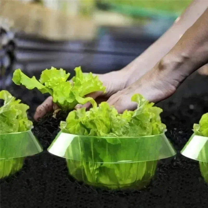 Cincin Pelindung Siput Tanaman - Gardening Tools Vegetables ulasan dan harga